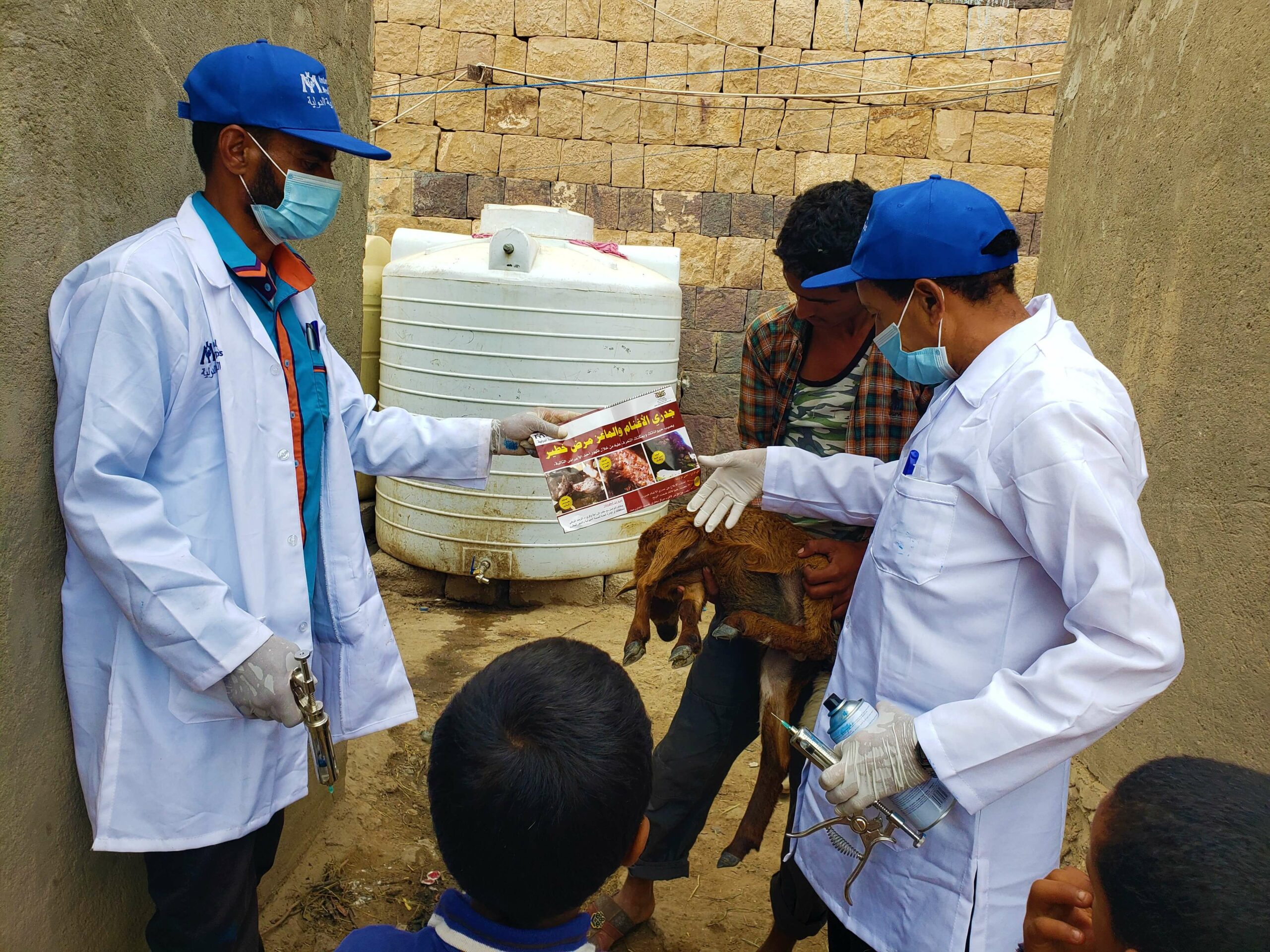Our team in the Al Hussein district of Yemen has partnered with the Ministry of Agriculture to vaccinate local livestock.