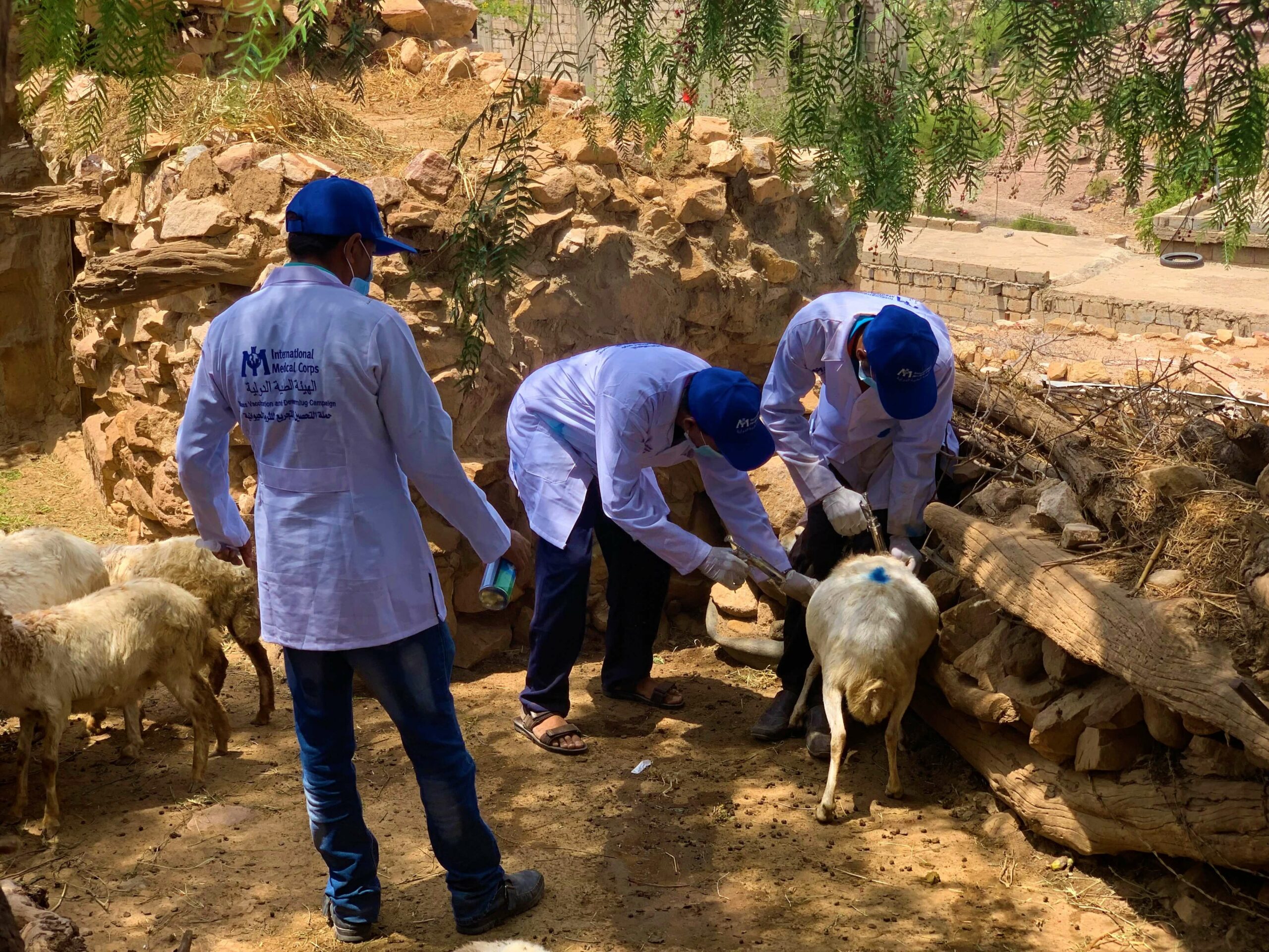 Our team in the Al Hussein district of Yemen has partnered with the Ministry of Agriculture to vaccinate local livestock.