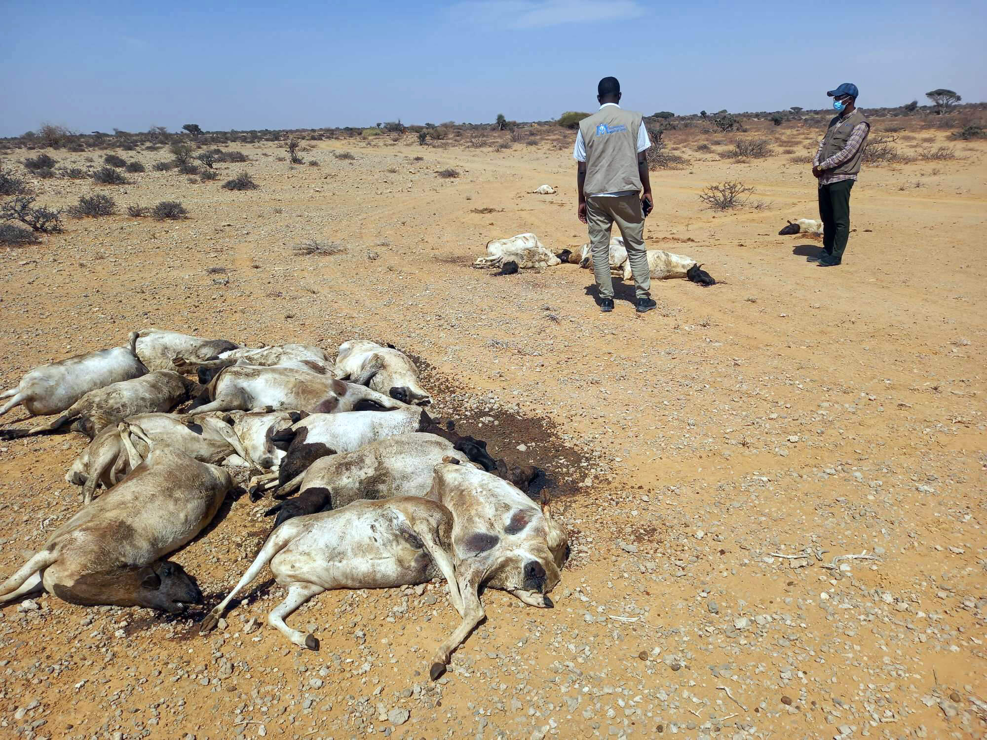 Dehydrated cattle in Ethiopia.