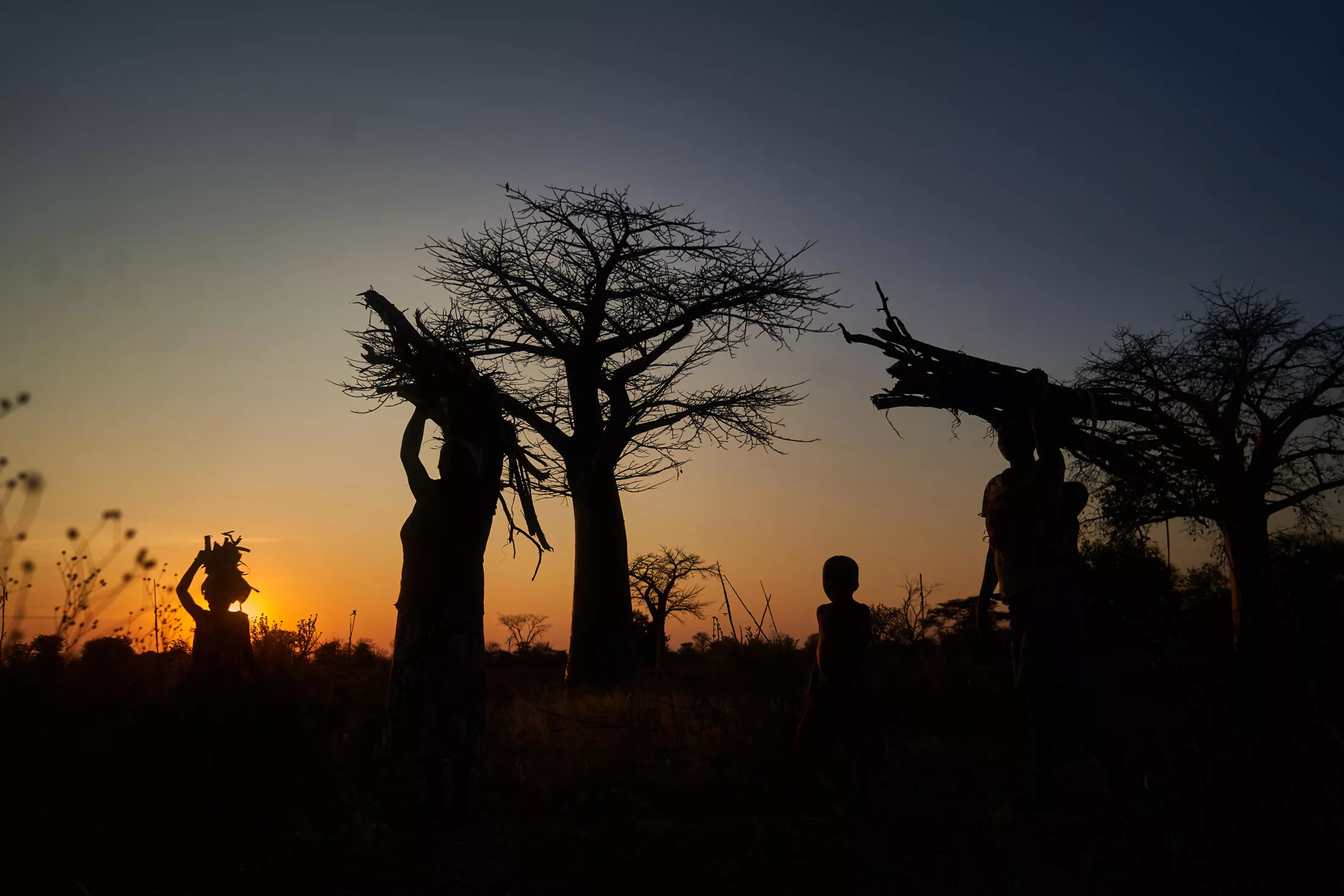 Women gather firewood in Zimbabwe